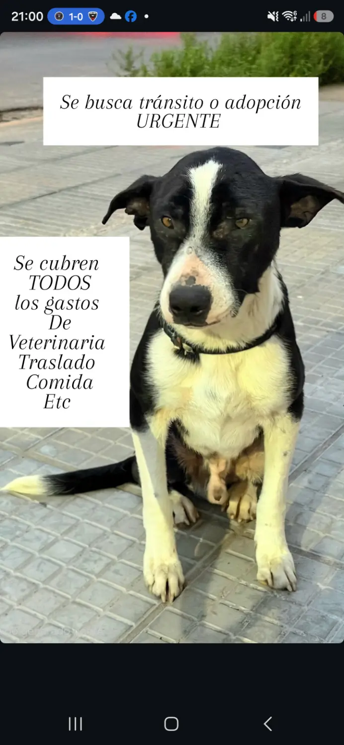 Perrito de la calle super bueno en adopción