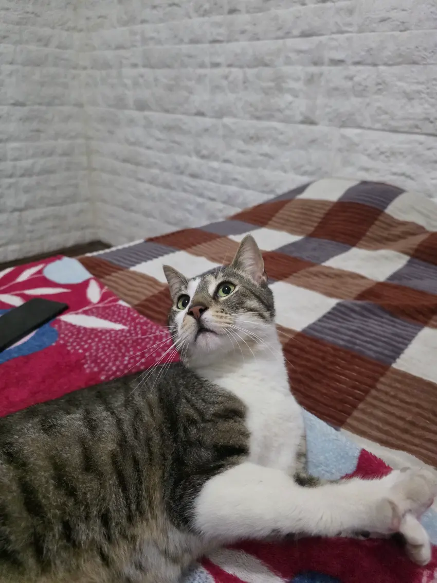 Gatito macho medio atigrado