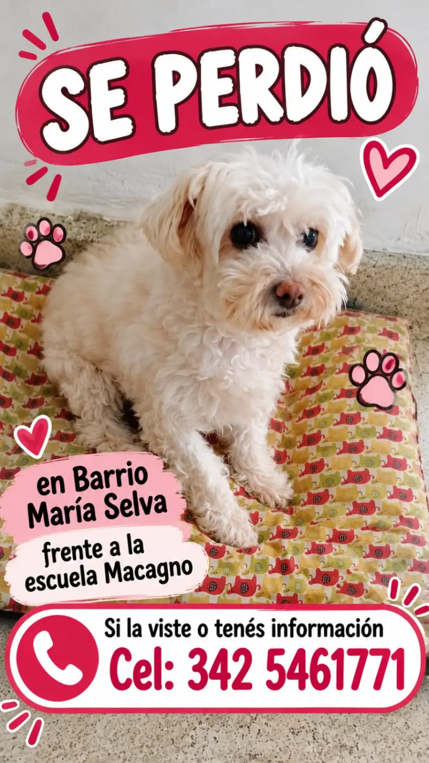 Caniche blanco