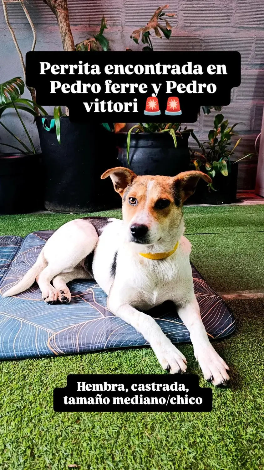 Perrita blanca y marrón