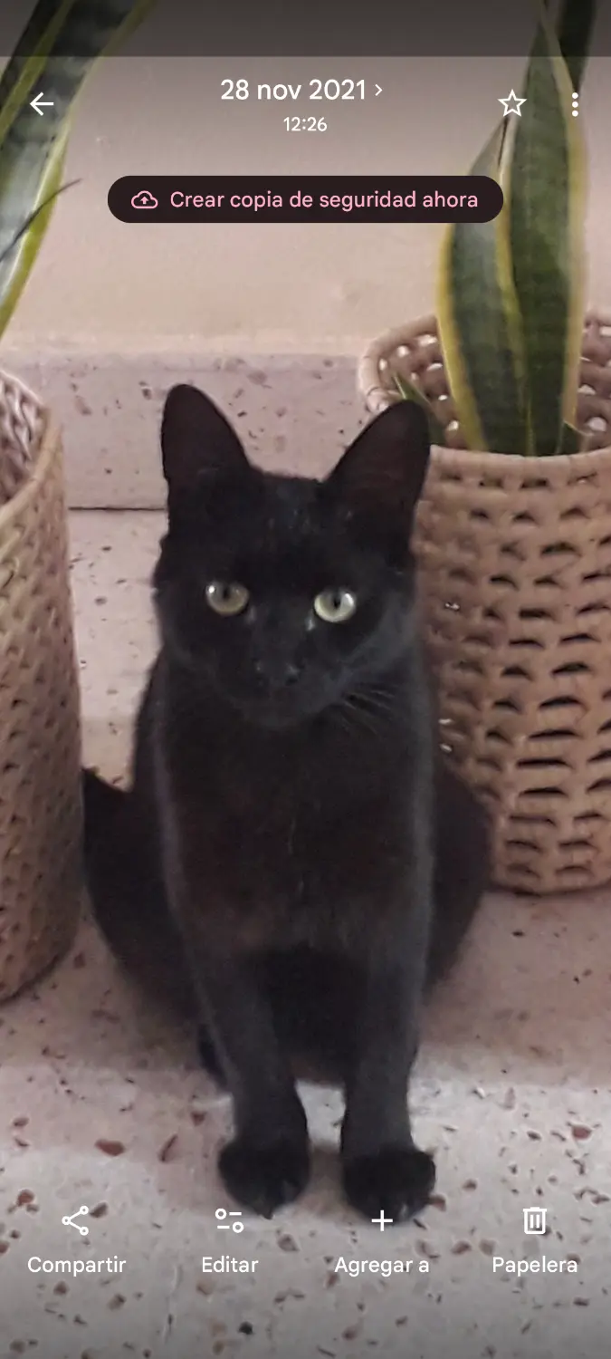 Gato adulto negro