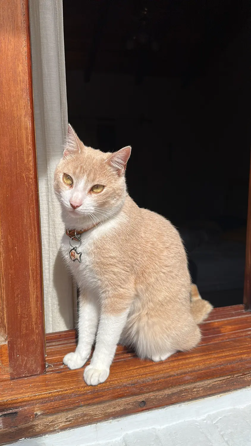 Gato macho rubio con collar