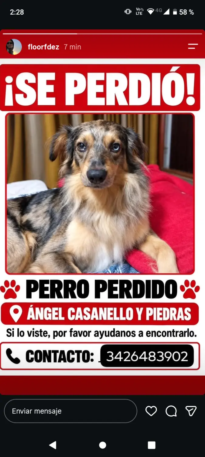 Perro tricolor de ojos claros