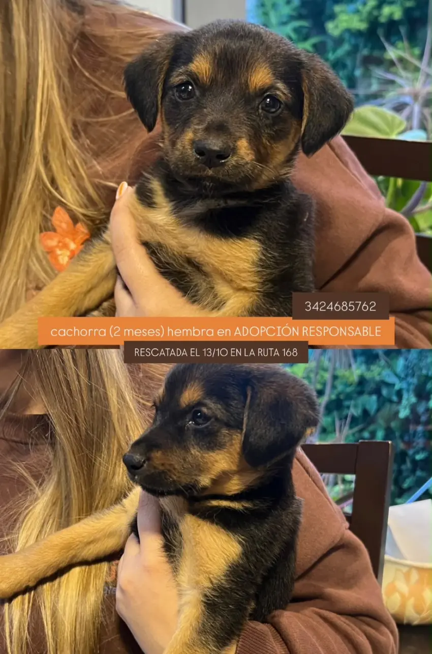 Cachorra mestiza hembra