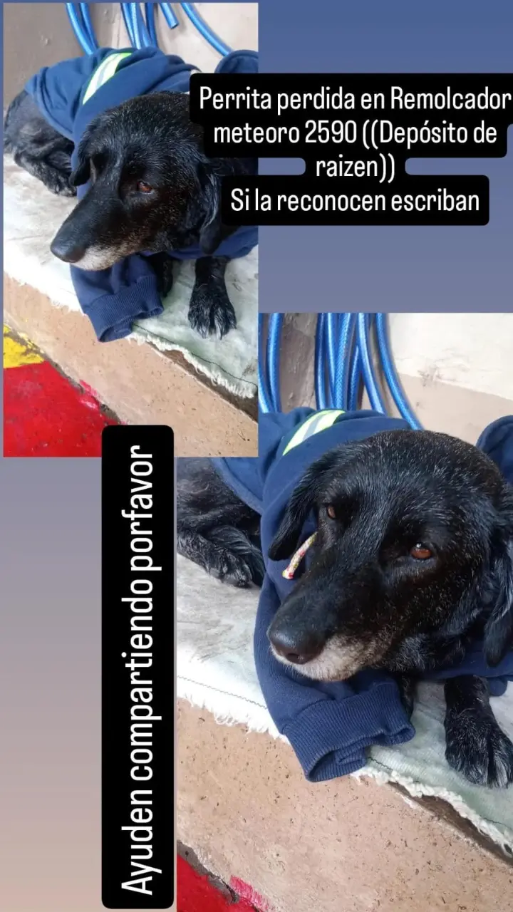 Perrita negra encontrada en el puerto