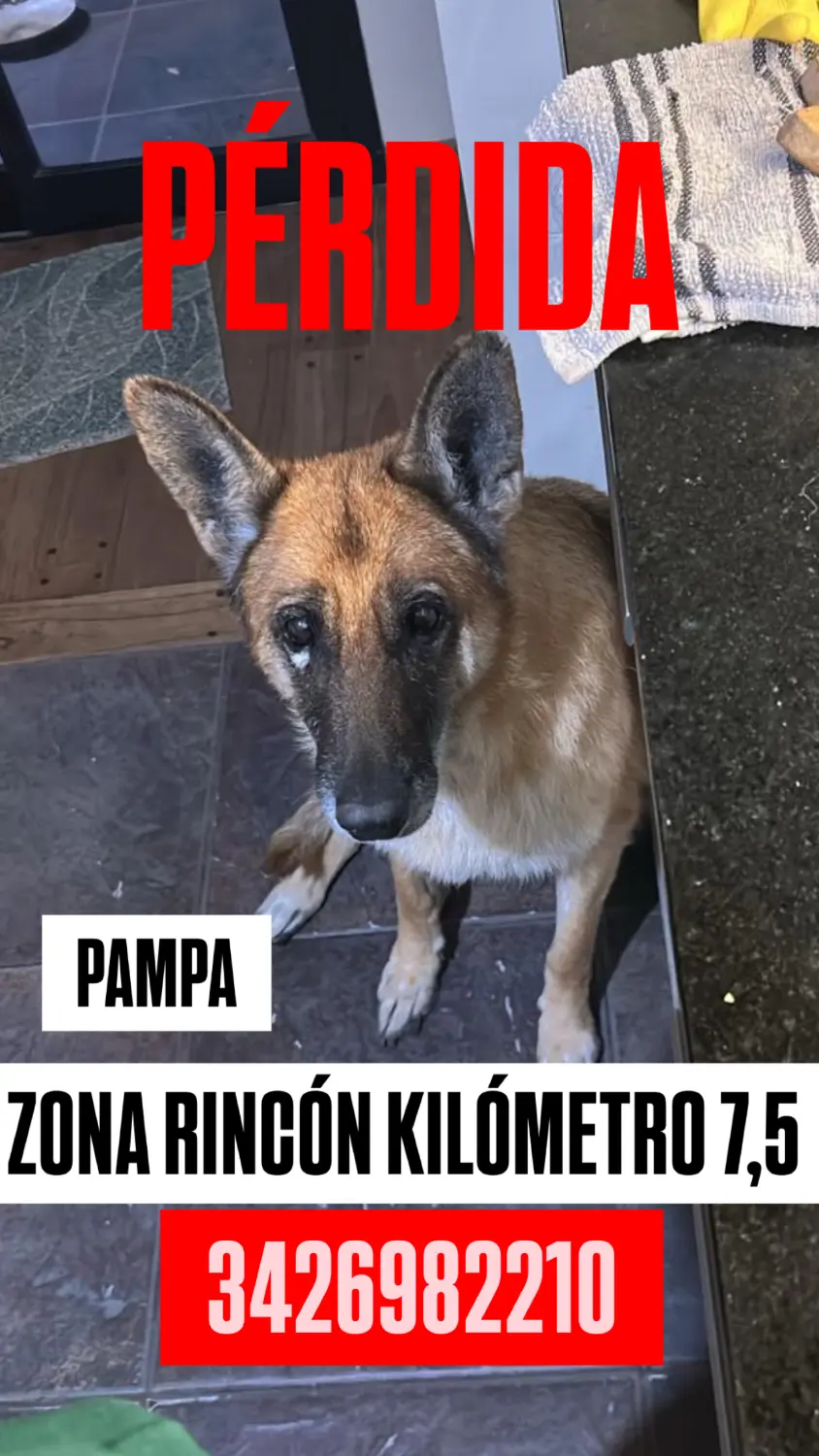 Perra ovejero Pampa
