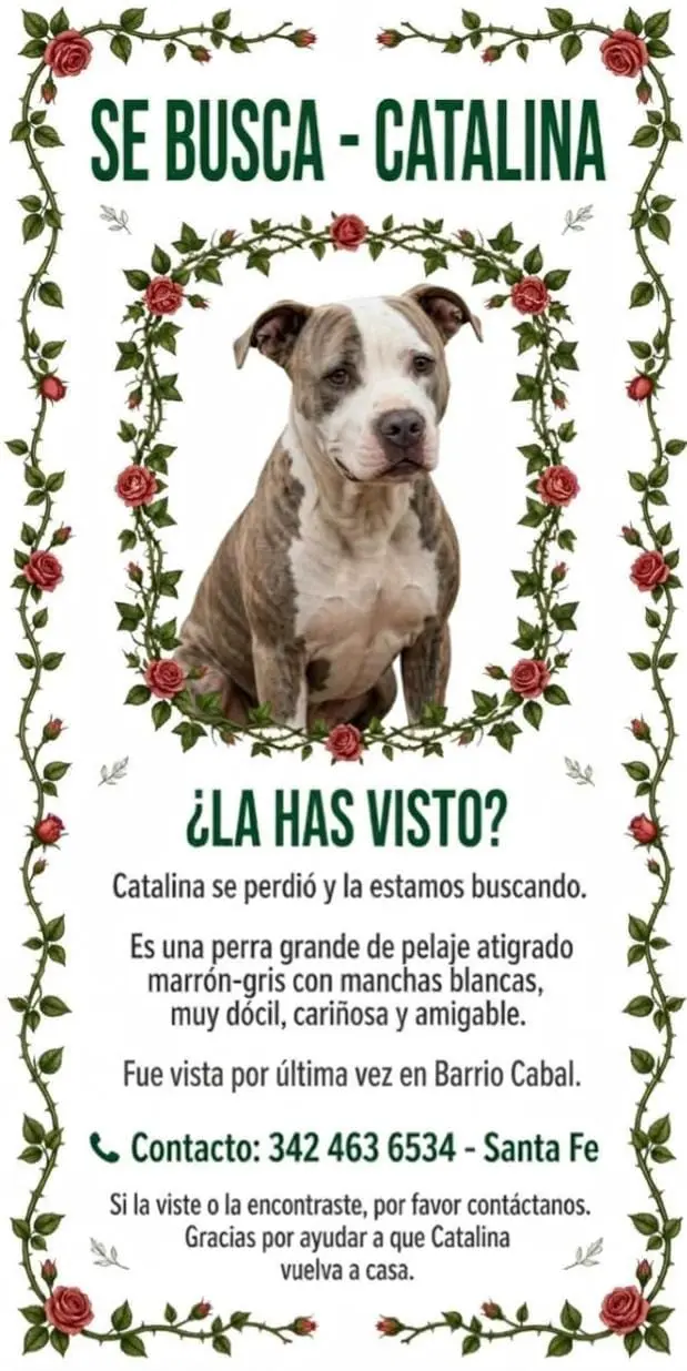 Perra pitbull Catalina marrón gris y blanca