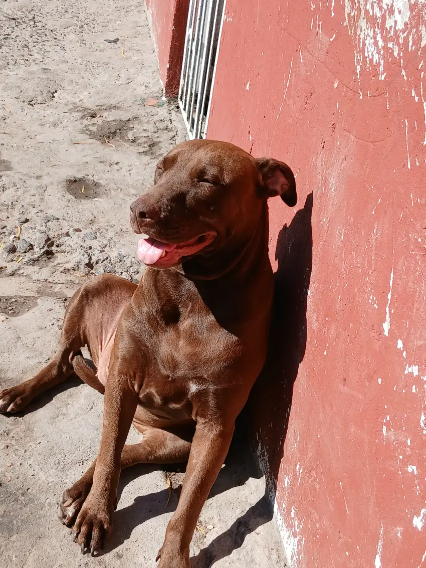 Cruza pitbull chocolate Lis