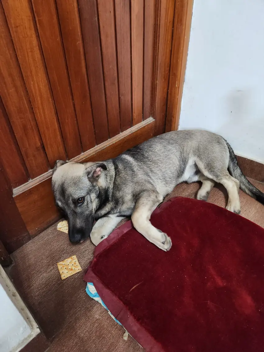 Perro cachorro