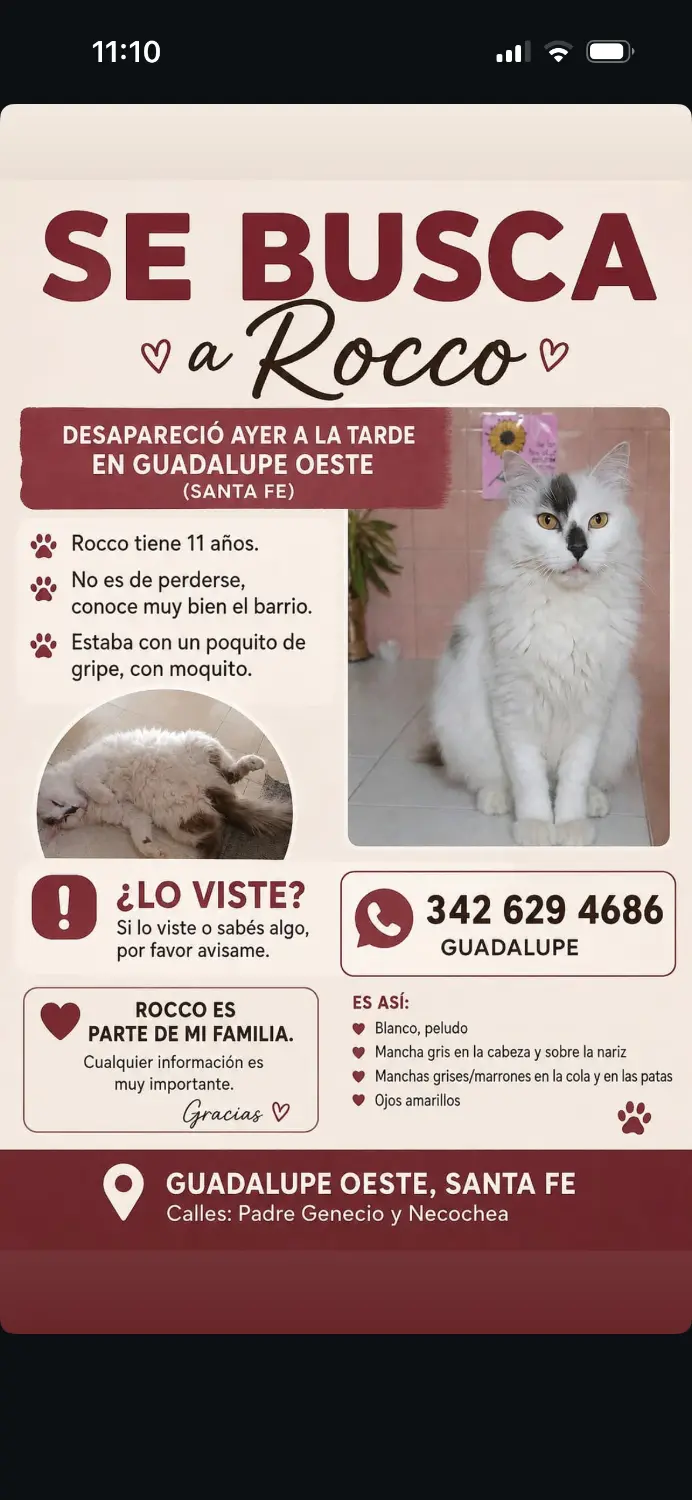 Se busca a Rocco perdido en zona de barrio Guadalupe oeste
