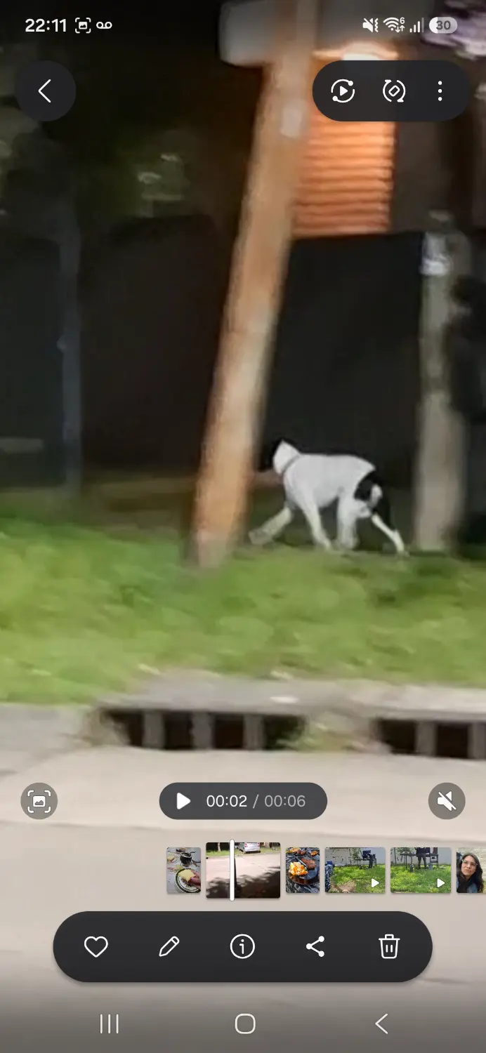 Perro blanco y negro