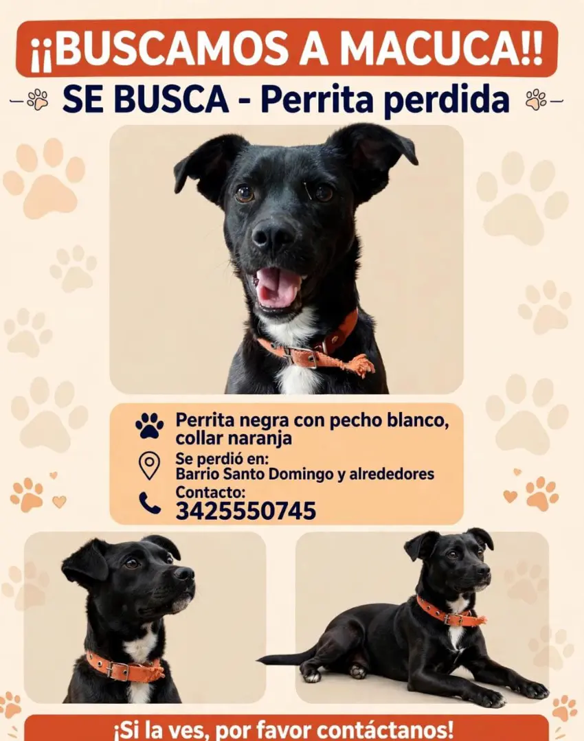 Perrita negra con pecho blanco y collar naranja