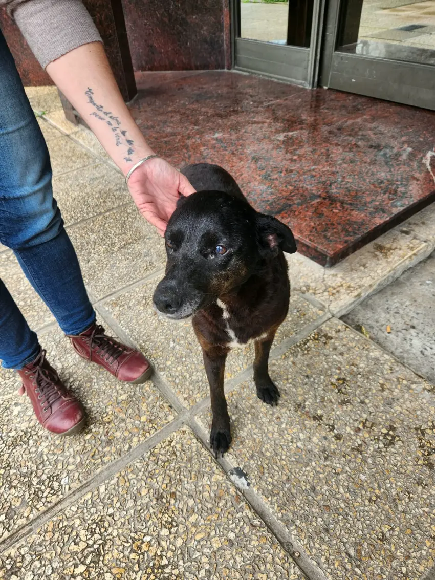 Perrita negra dócil