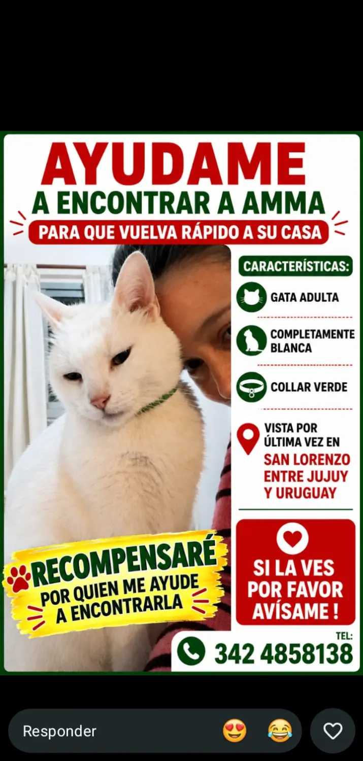Gata adulta, blanca completamente y collar verde