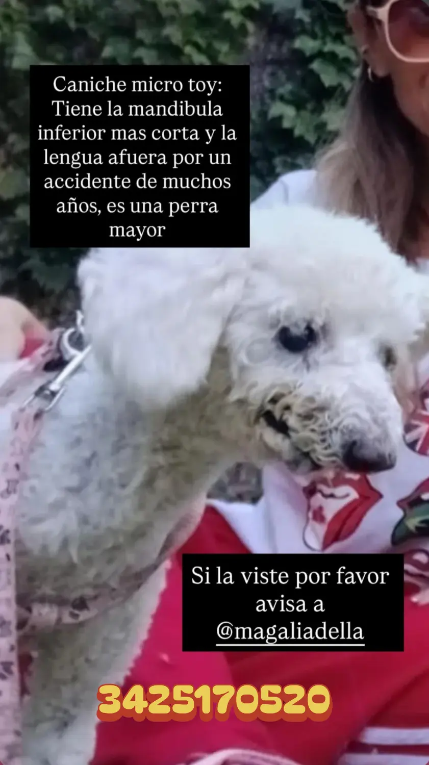 Perra caniche micro toy blanca