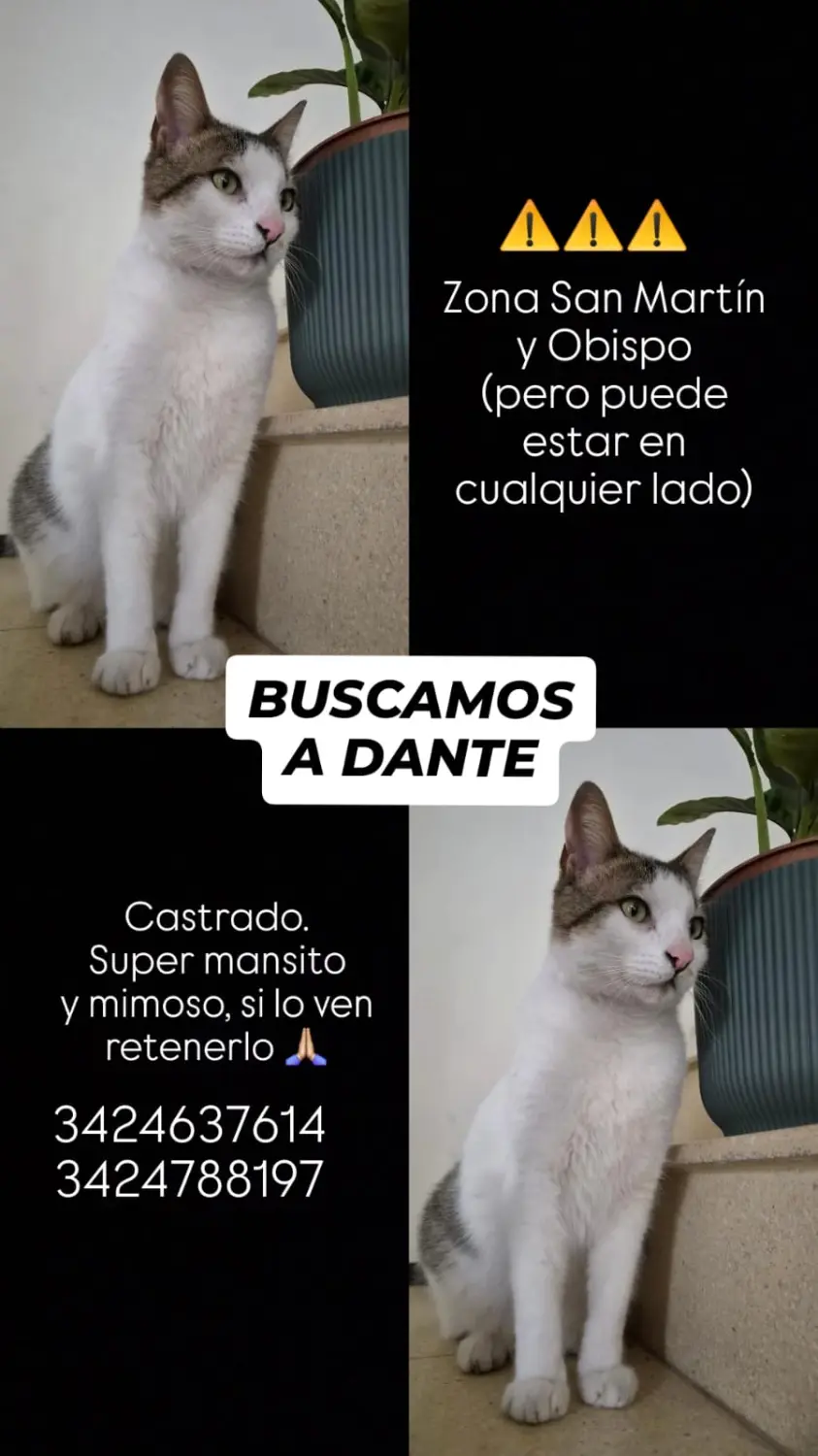 Gato blanco con manchas marrones macho adulto castrado