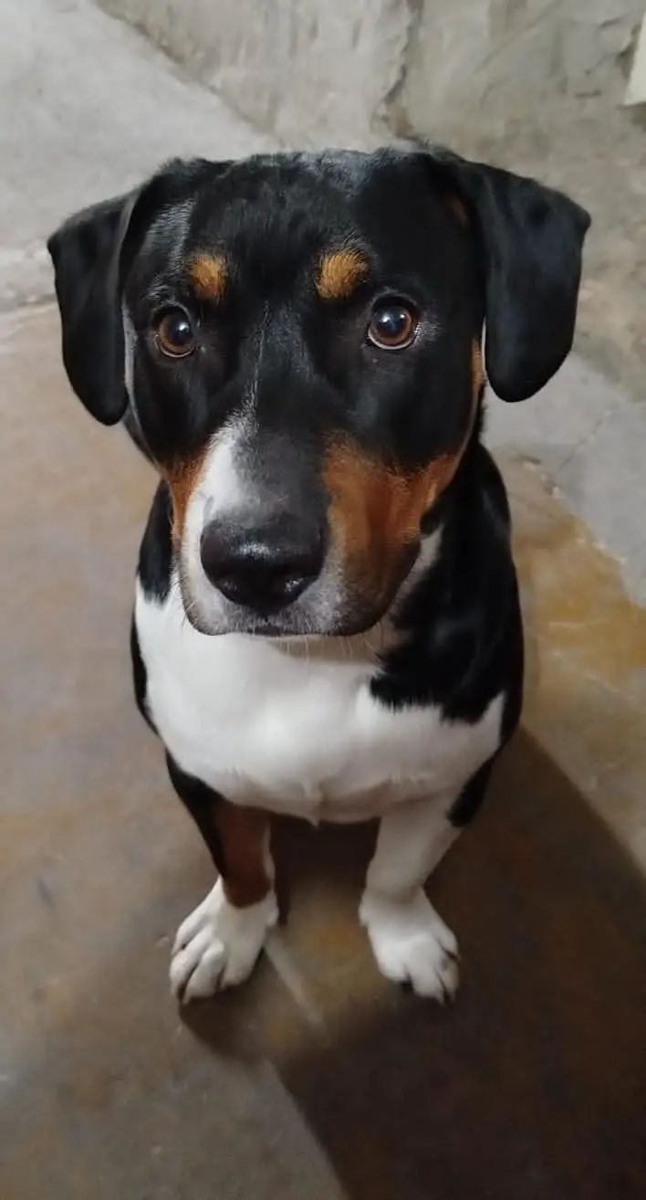 PERRO CRUZA - SE LLAMA MILO- ofresco recompensa