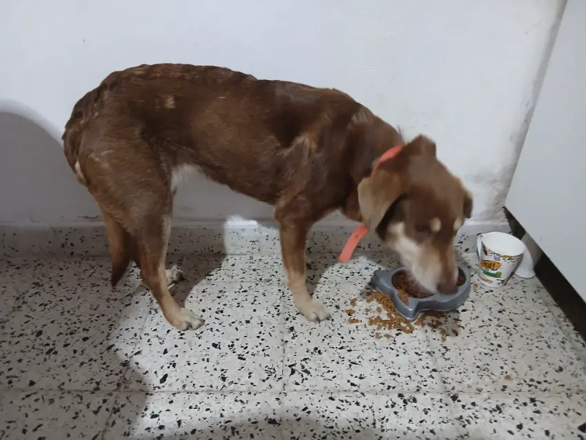 Perrita marrón