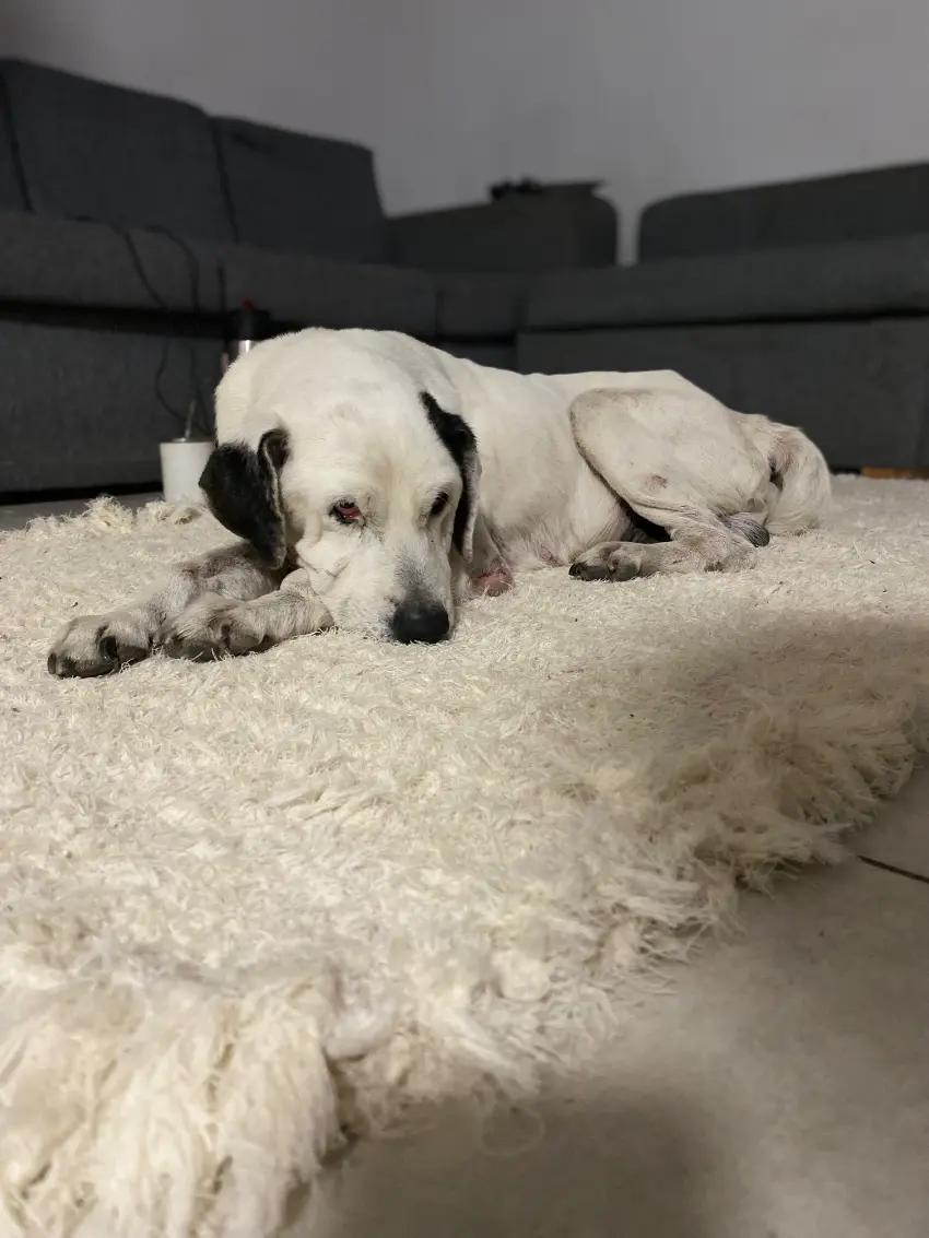Perro blanco viejito Memo