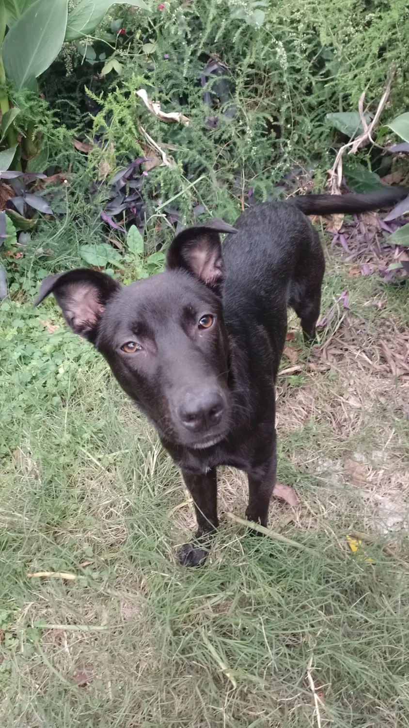 Cachorro negro encontrado