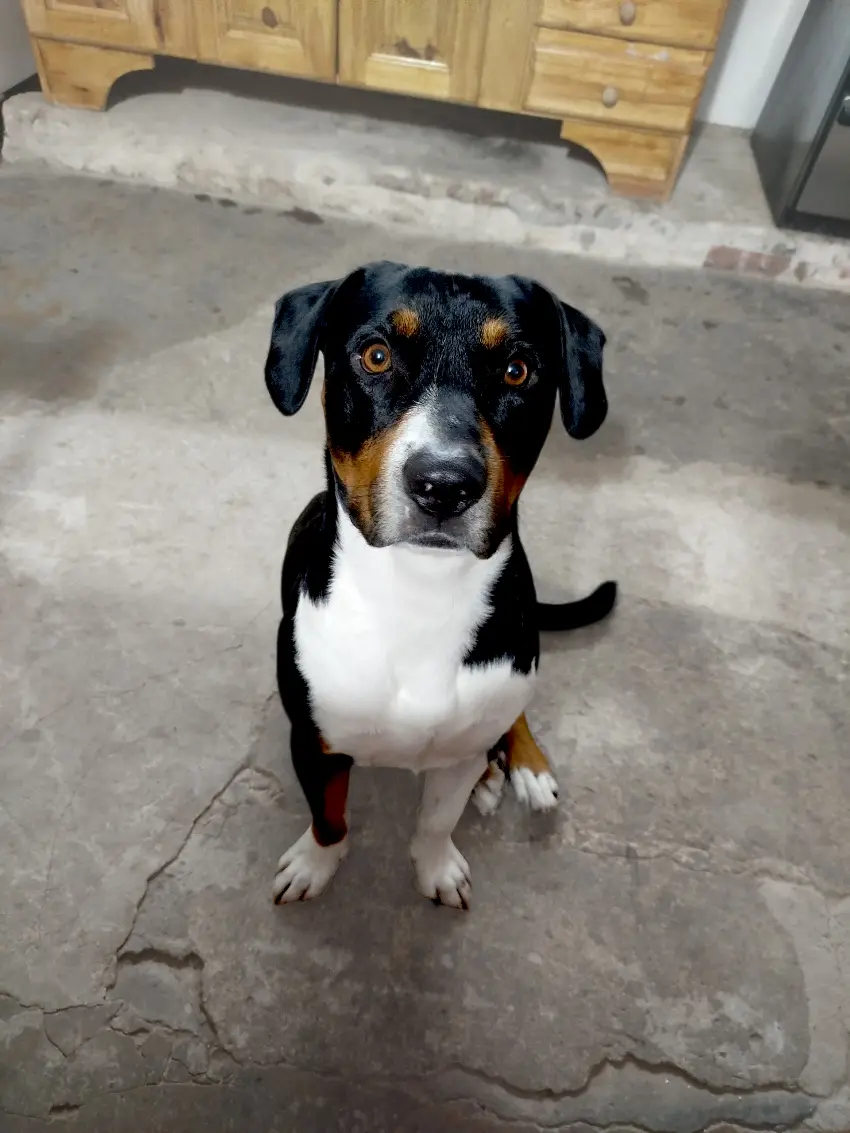 Perro macho tri color (negro, blanco y marrón)