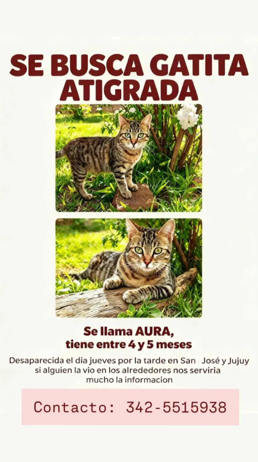 Gatita atigrada de 4 o 5 meses