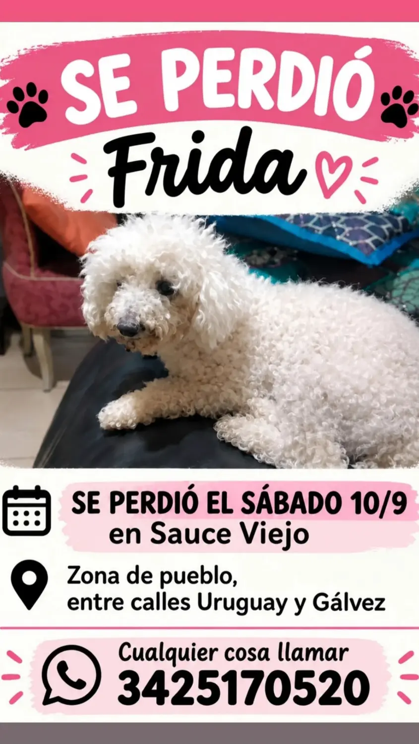 Perra caniche micro toy Frida
