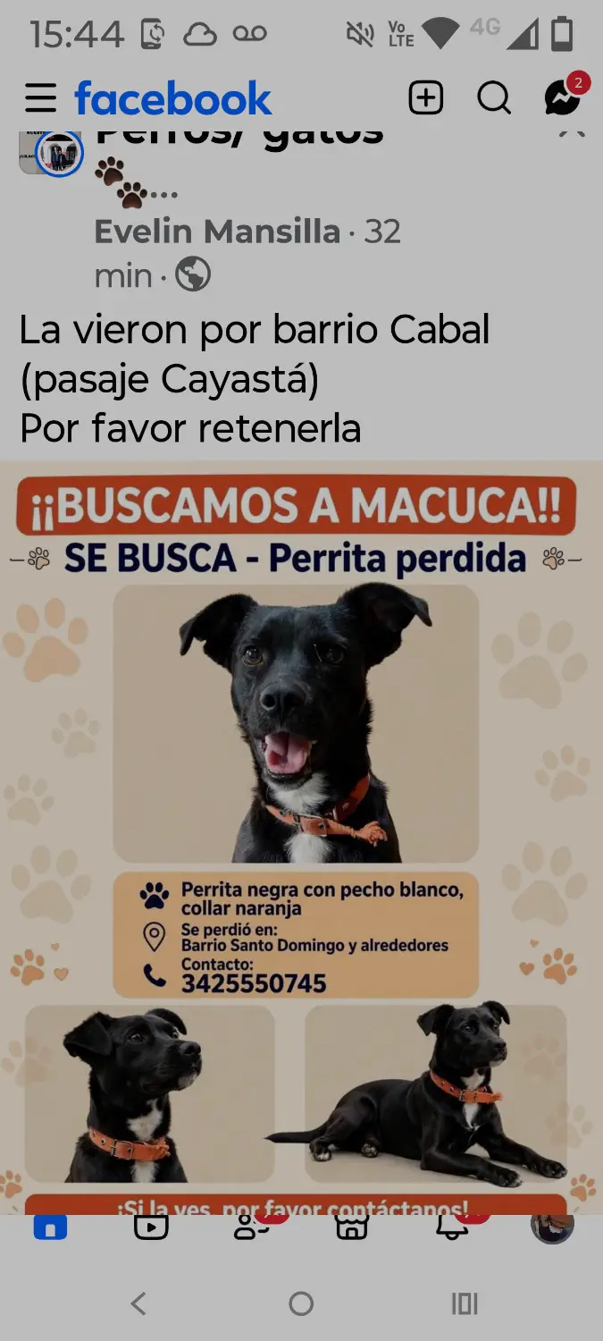 Perrita Macuca negra y blanca