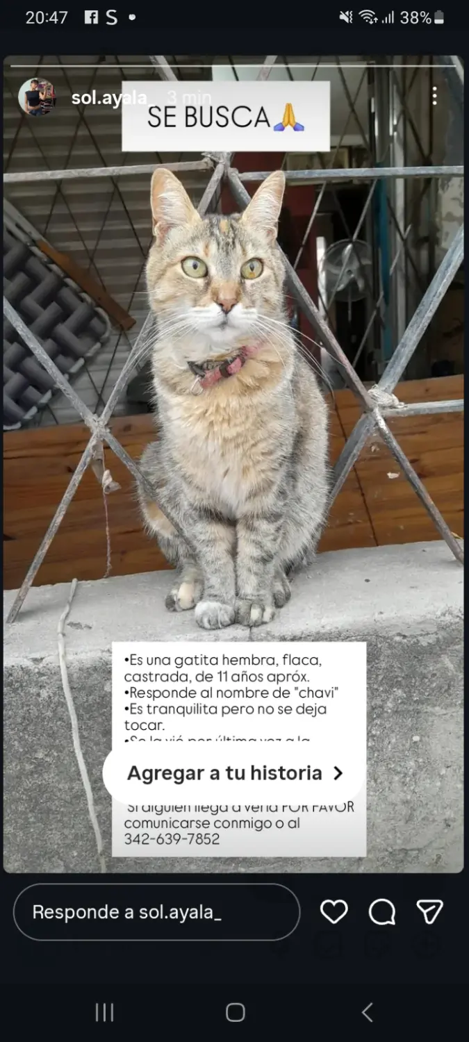 Gata atigrada Chavi