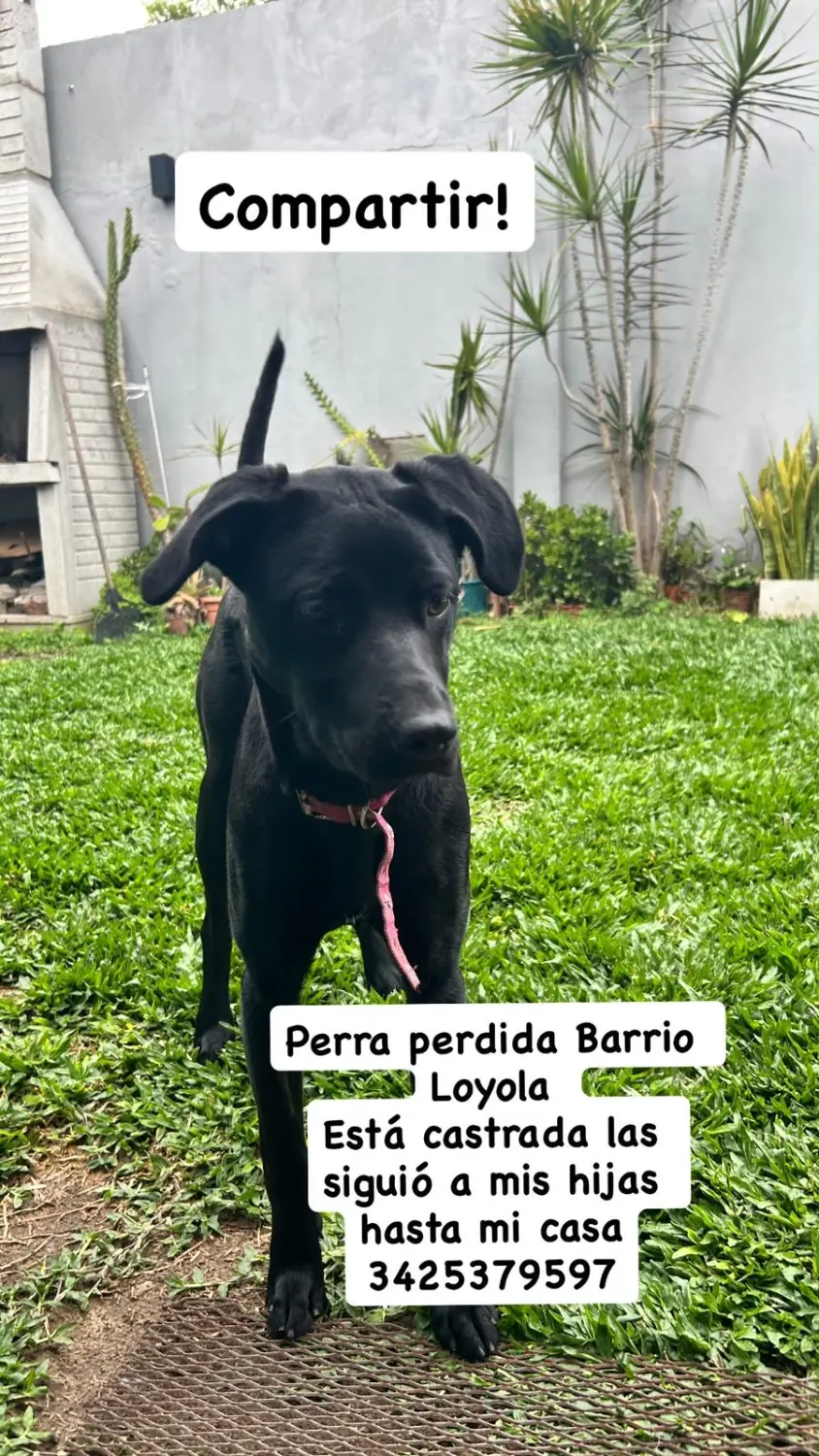 Perra cachorra negra recién castrada