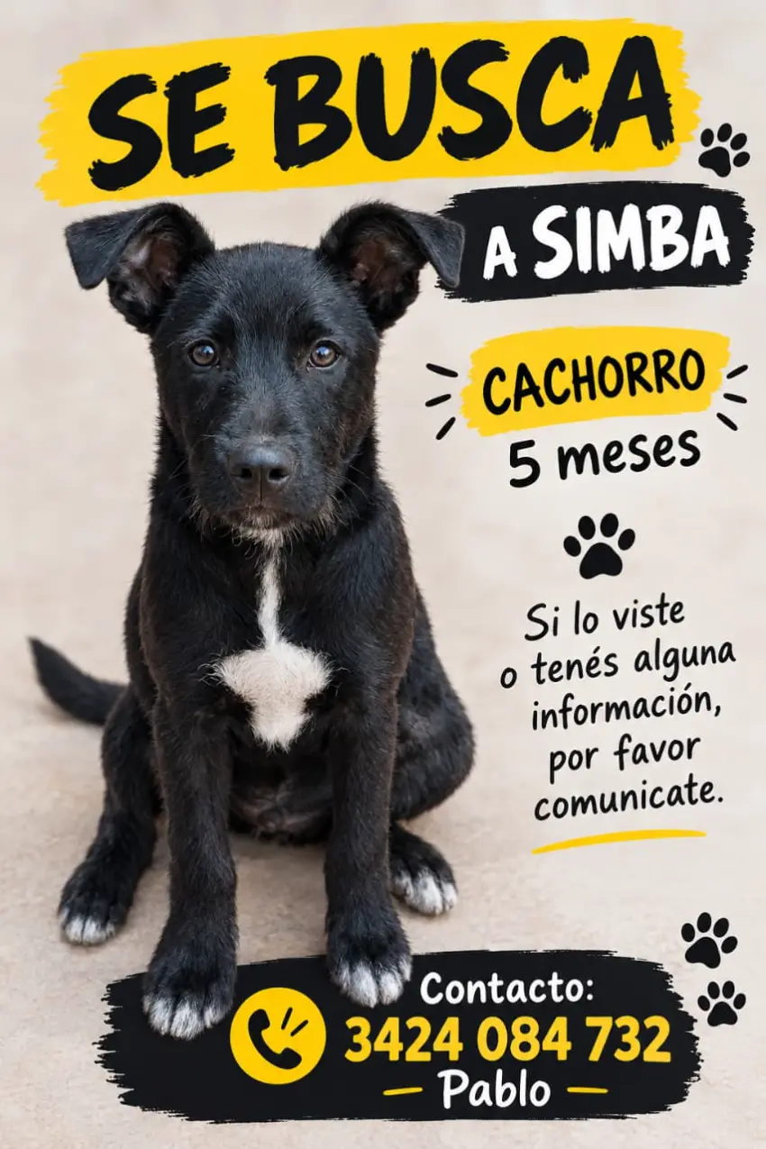 Perrito negro manchitas blancas de 5 meses
