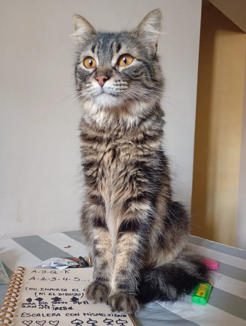 Gata Princesa atigrada