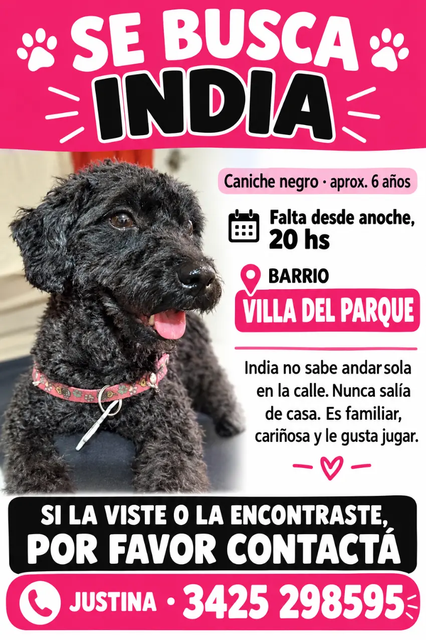 Caniche negro India