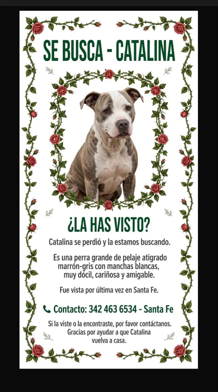 Perra Pitbull Catalina atigrada y blanca