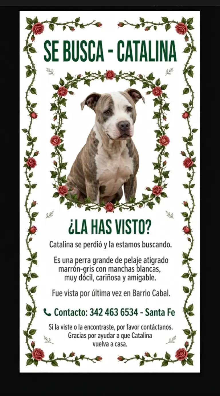 Perra Pitbull Atigrada Color Gris y Blanca