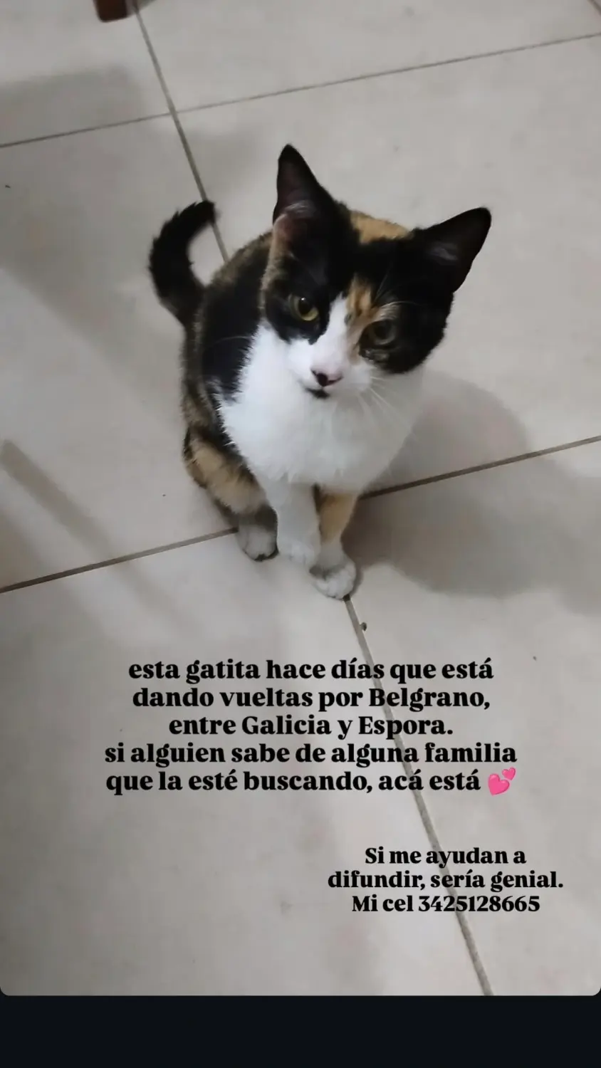 Gatita tricolor
